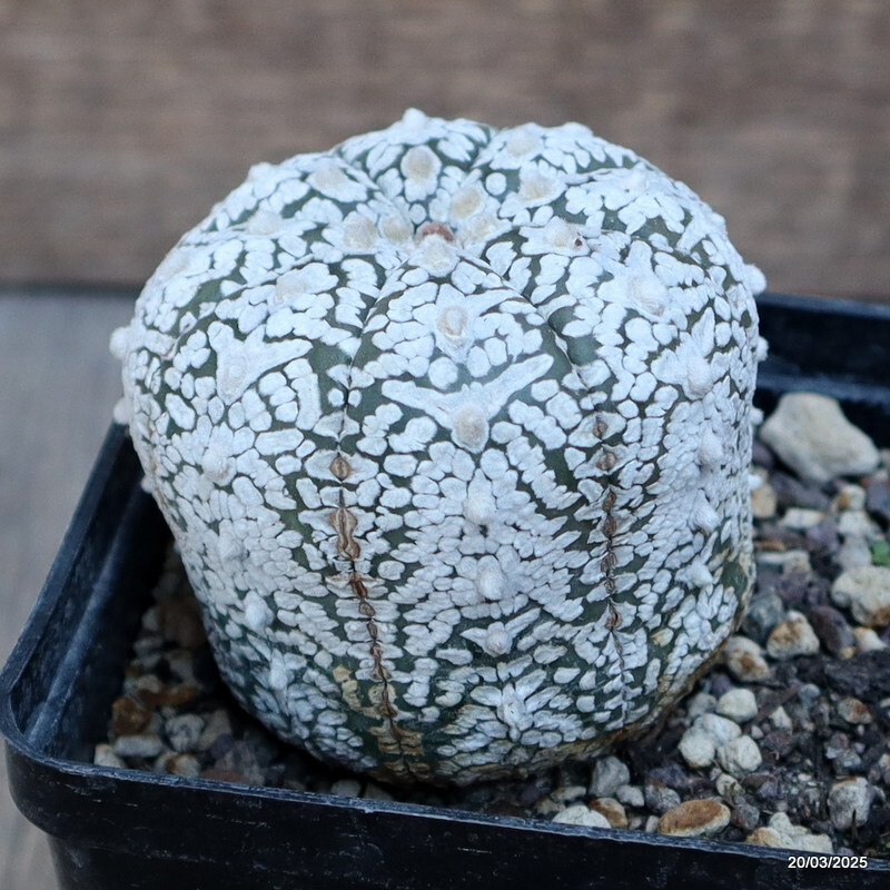 A4628 ASTROPHYTUM SUPER KABUTO SNOW pot 10 cm H 3 cm W 5,5 cm MaMa Cactus