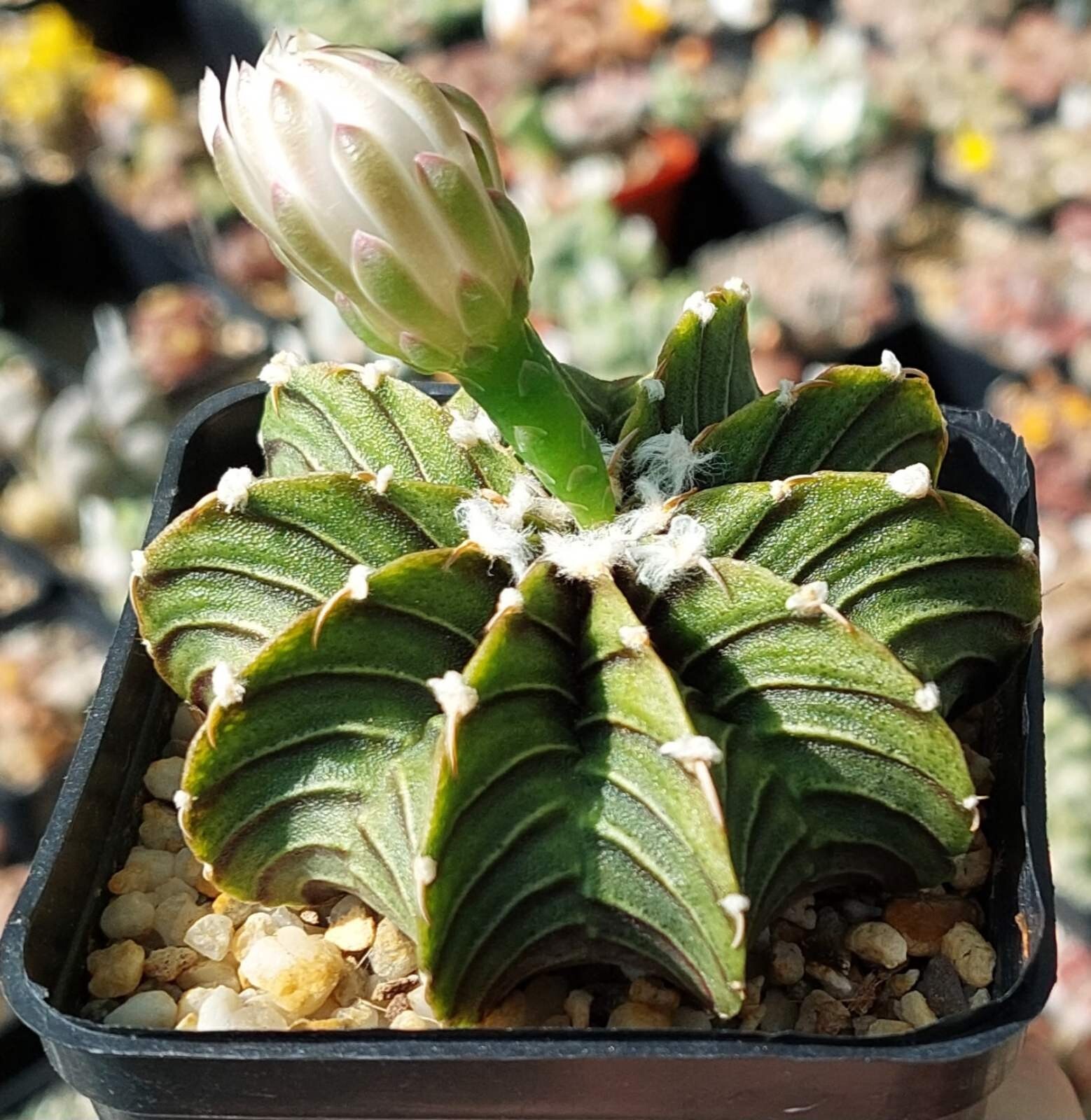 Gymnocalycium friedrichii LB 2178 15seeds harvest 2024