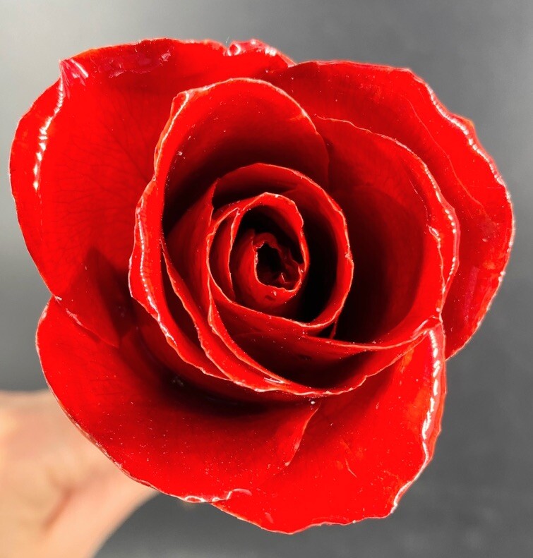 New Real Rose 24k Gold Hand Dipped Classic All Red Open Flower In White Gift Box
