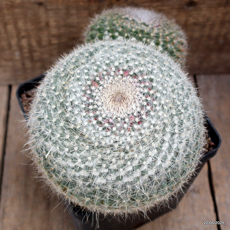 D4306 MAMMILLARIA HANIANA pot14-H13-W22 cm MaMa Cactus