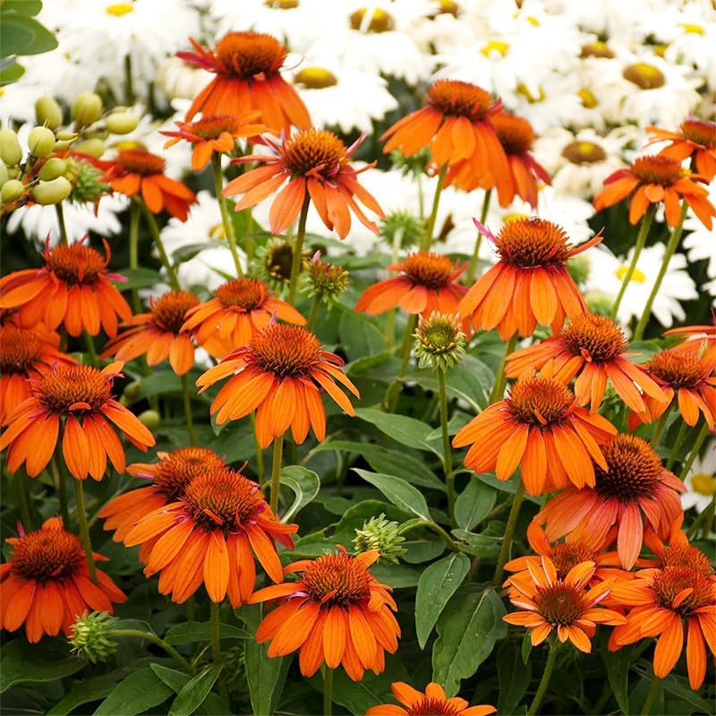 200+ Perennial Mix Echinacea Coneflower Seeds for Planting-Rare Non-Gmo Plant Fl
