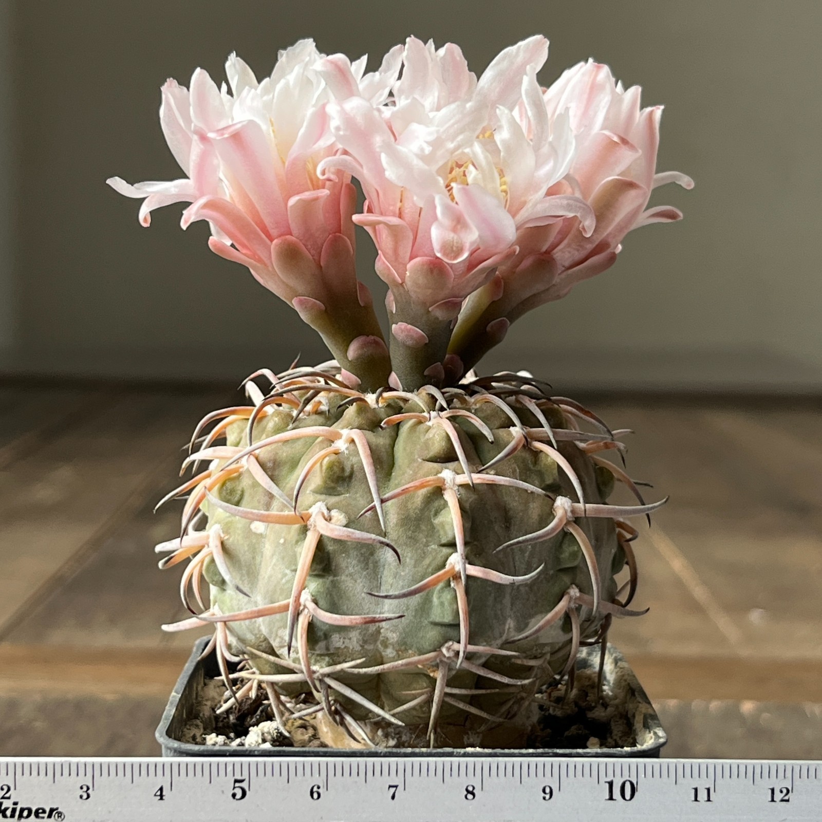 A40-2030 Gymnocalycium riojense v. paucispinum, grafted