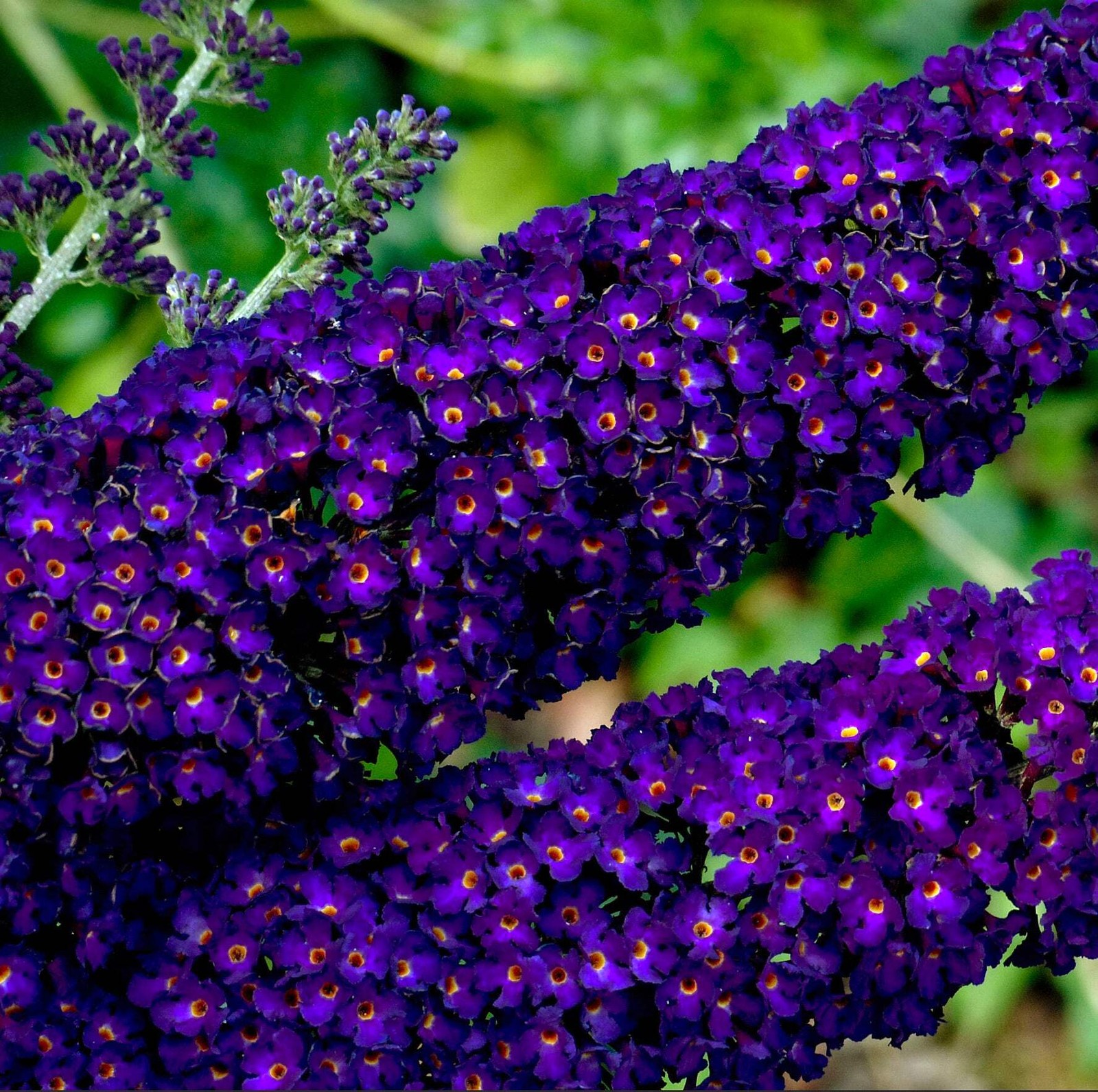 Buddleja davidii – Butterfly bush | Summer lilac