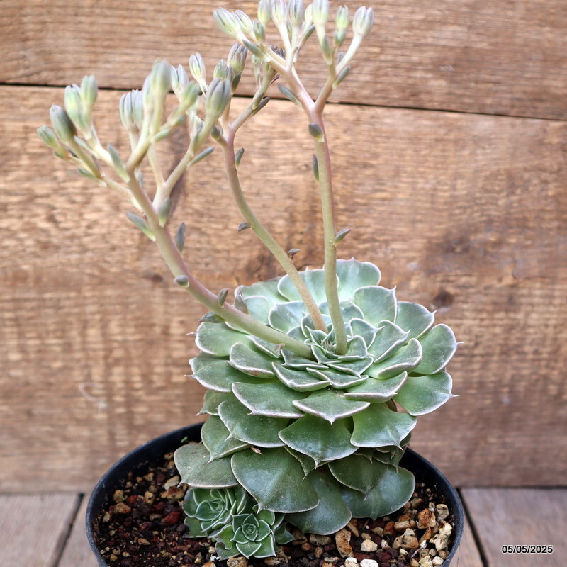 A6840 GLOTTIPHYLLUM BELLUM pot14-H11-W13 cm MaMa Cactus