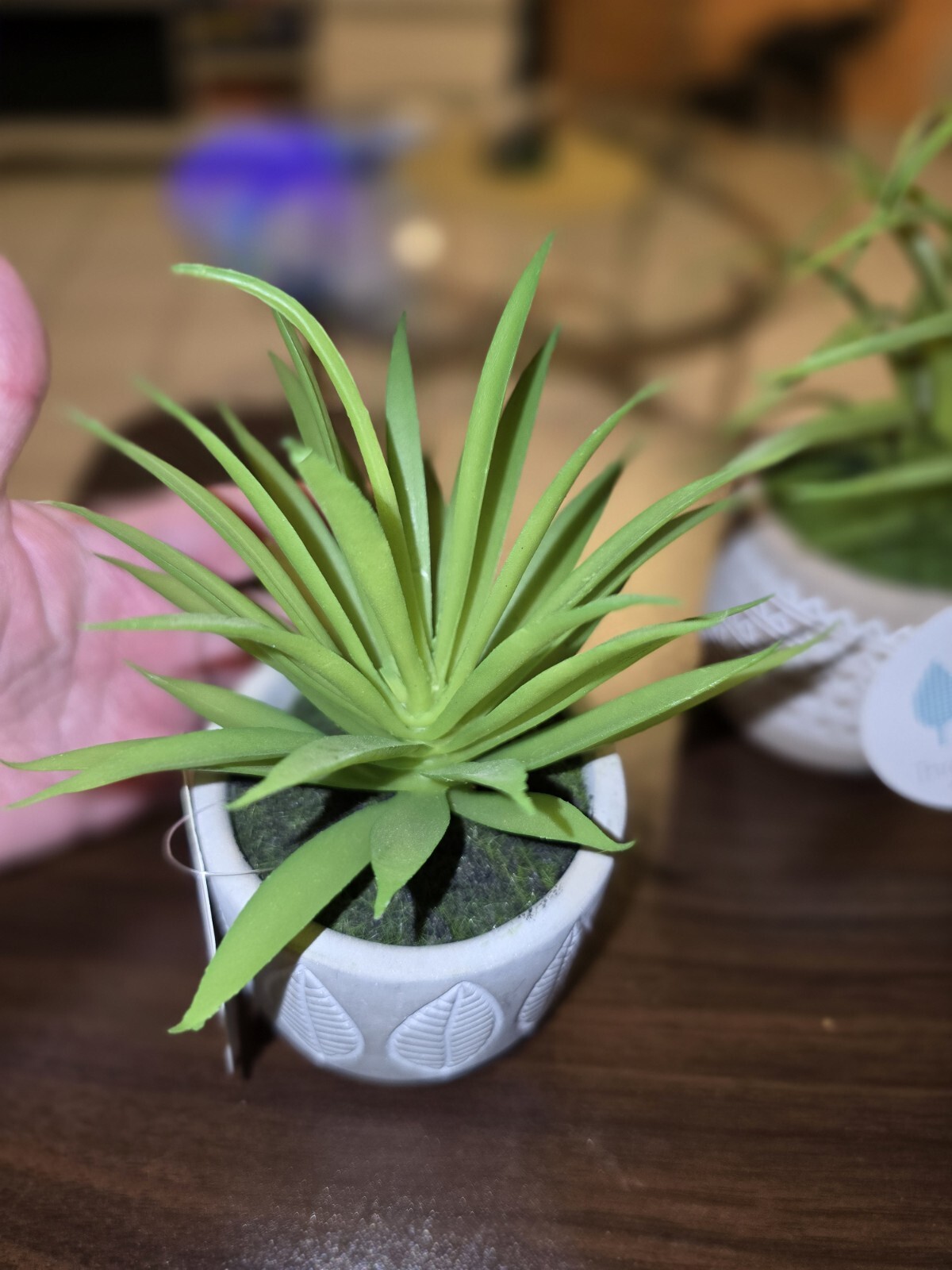 Beautiful Succulent Plants, All 5! Easy, No Mess House Decor. Sold Together.