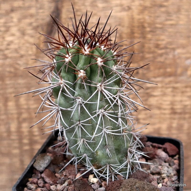 D3736 COPIAPOA PENDULINA pot10-H11-W5 cm MaMa cactus