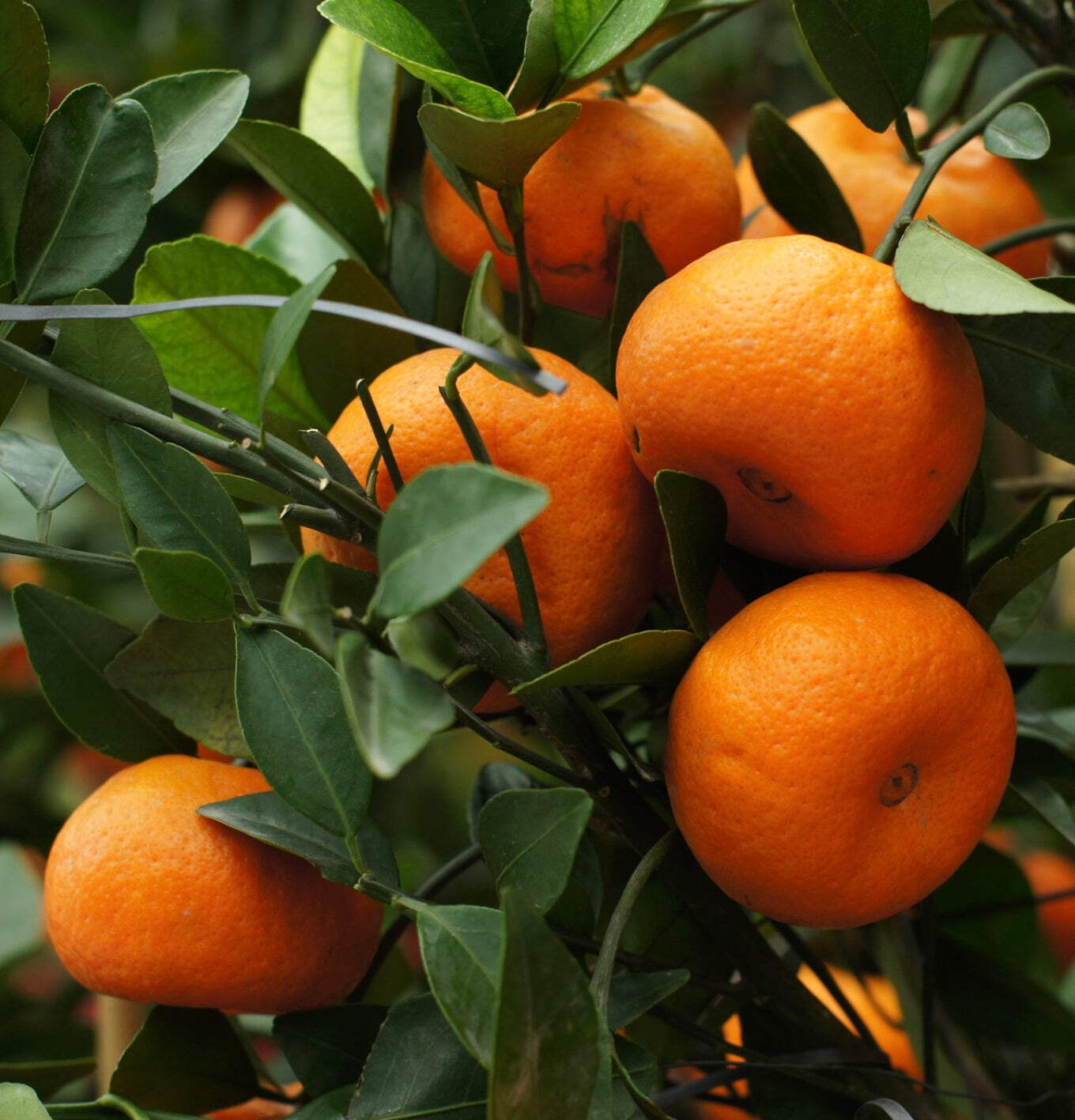 Citrus reticulata MARZAIOLO (Late Mandarin) – Plant Tree