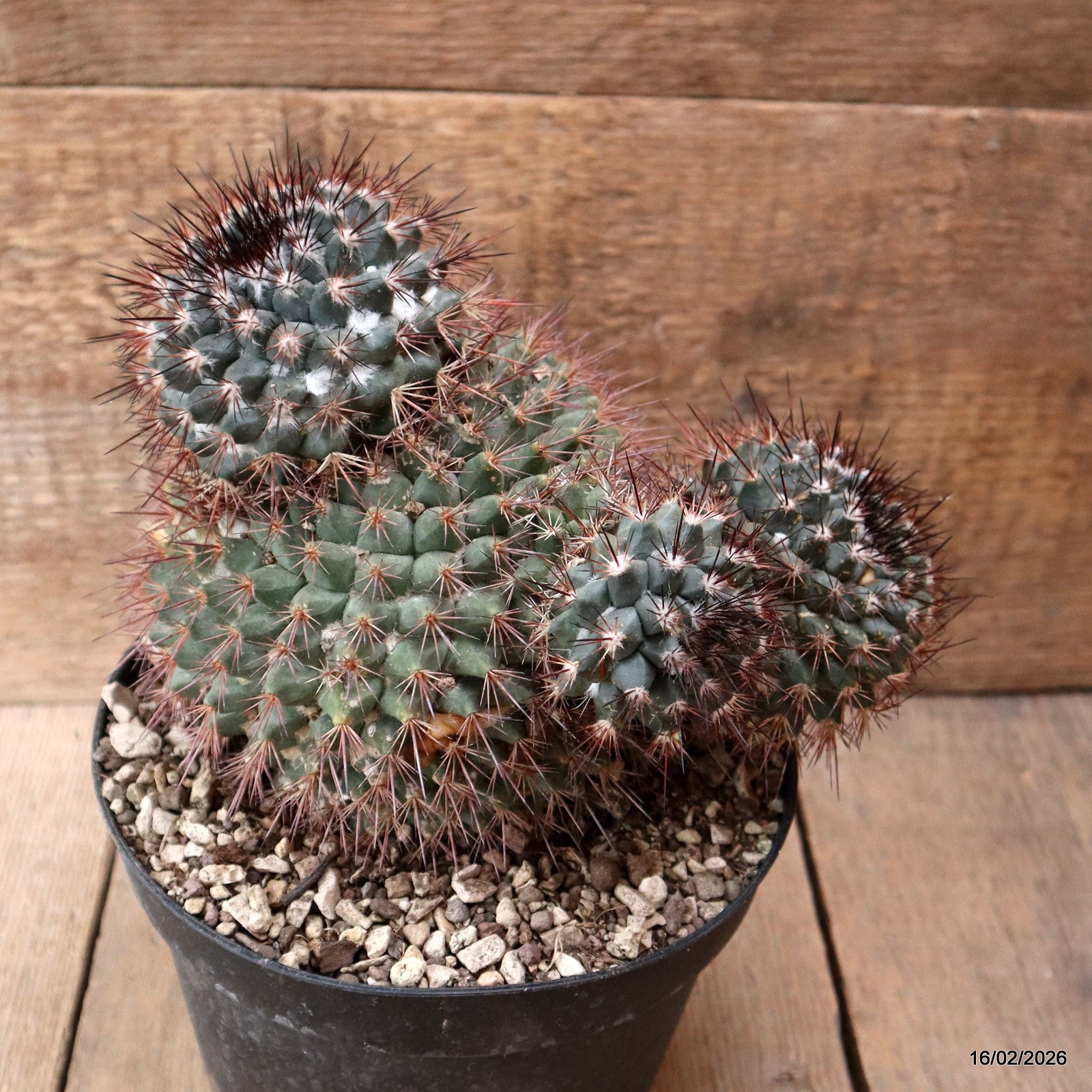 D7800 MAMMILLARIA NEOSCHWARZEANA pot18-H19-W21 cm MaMa Cactus
