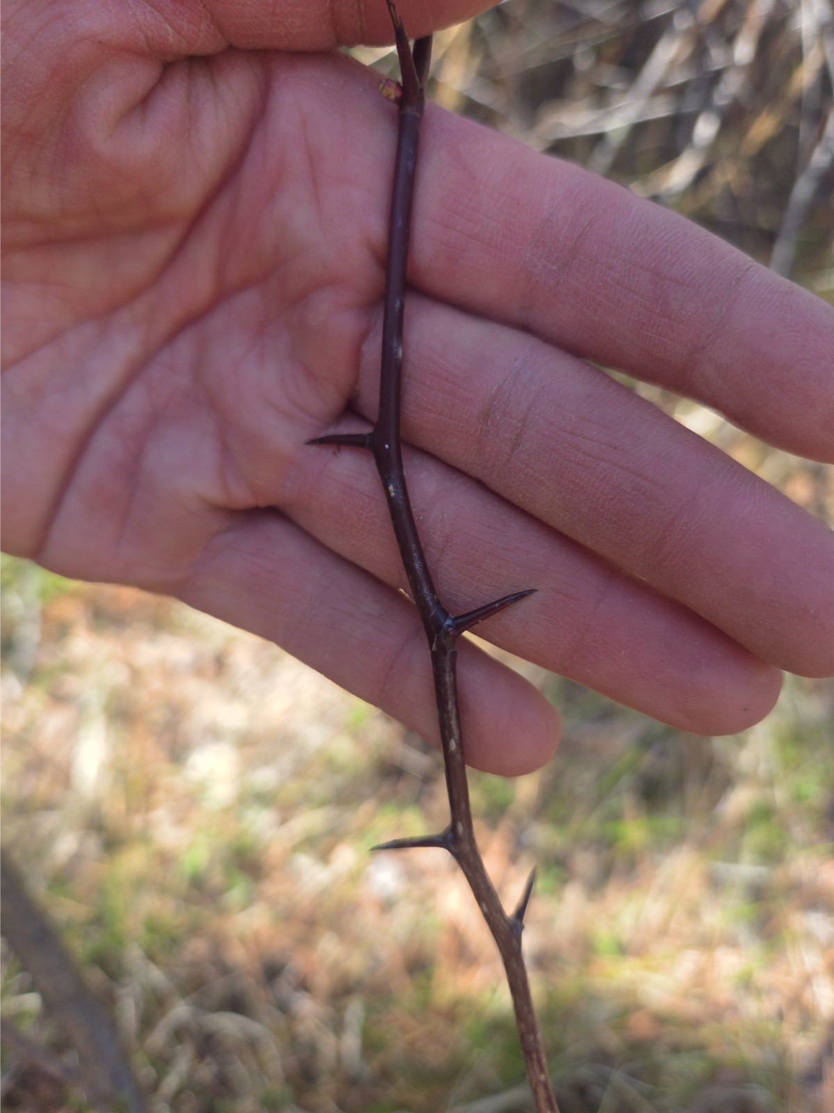 9 Wild Hawthorn Branches 12-15″ Natural Thorny Sticks Crafts Decor Wands