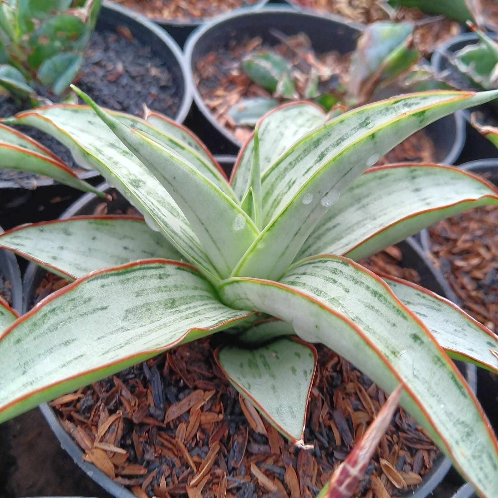 Sansevieria Hybrid Dama Rare Uniqe Snake Plant