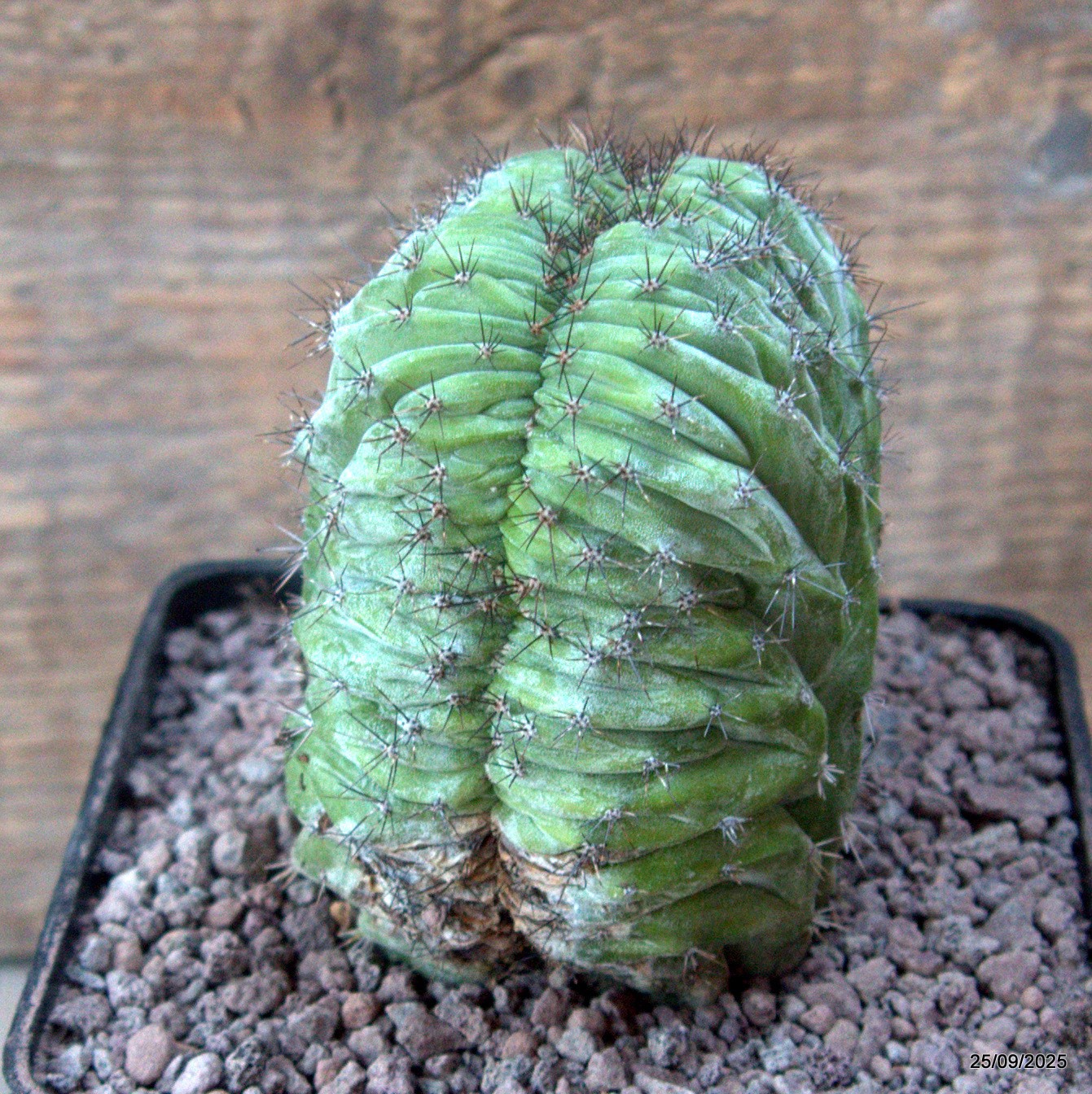 D6660 POLASKIA CHICHIPE CRESTED pot10-H9-W10 cm MaMa Cactus