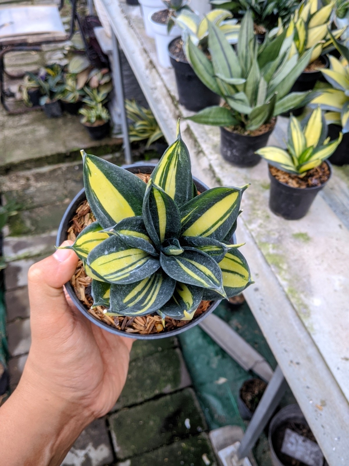 Sansevieria Siam Tower Thailand Variegated Real Picture Unique Plant