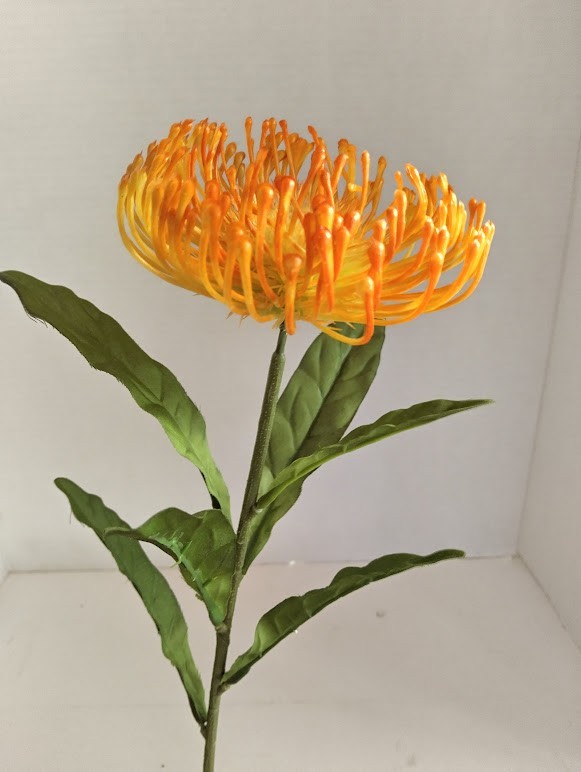 Orange Needle protea stem