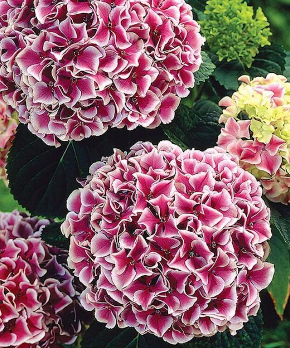 (10) HYDRANGEA SEEDS rare exotic flower bloom garden plant USA SELLER W/TRACK