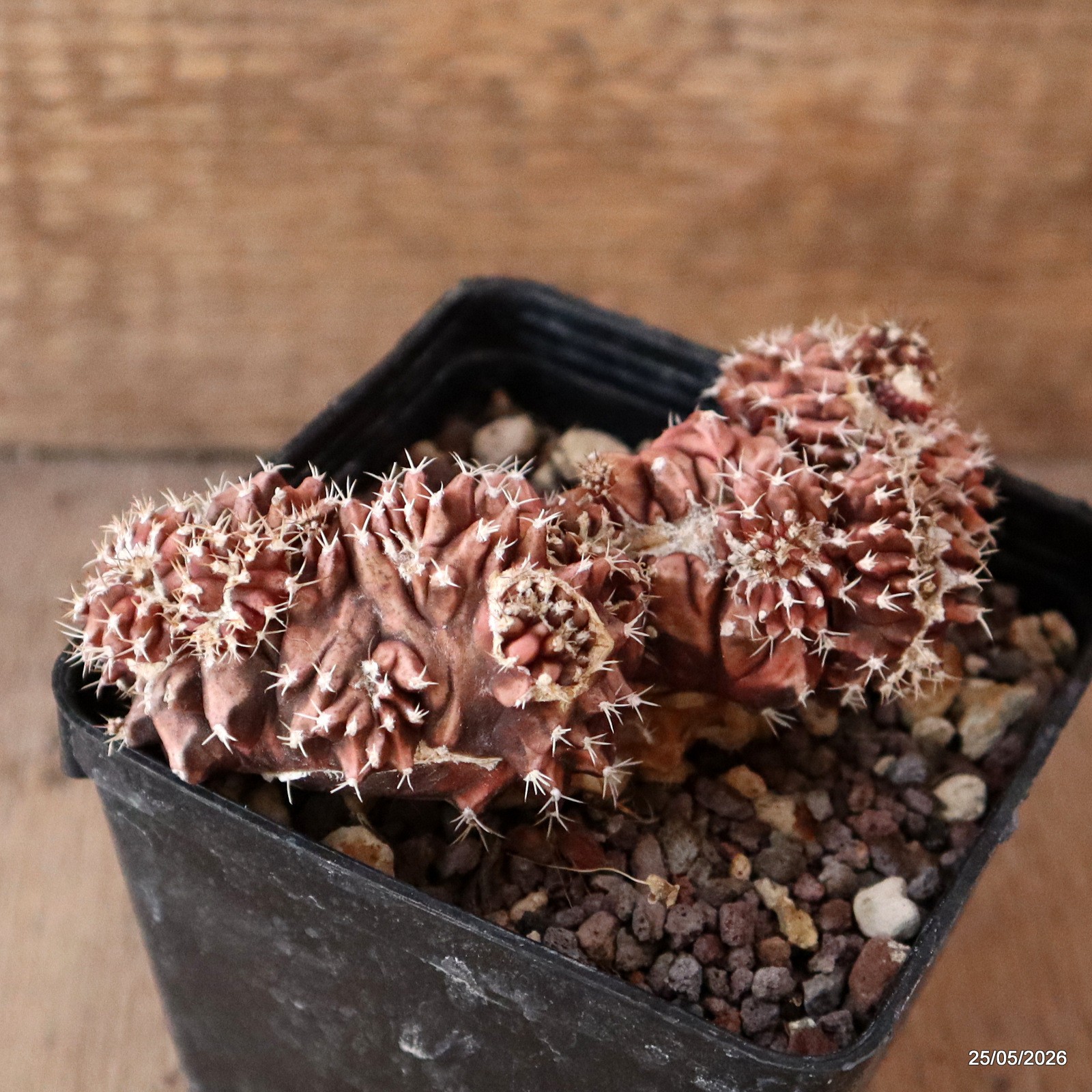D5647 GYMNOCALYCIUM MIHANOVICHII CRESTED pot9-H4-W9 cm MaMa Cactus