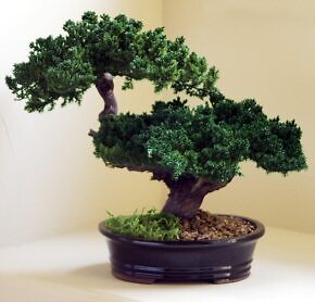 Juniper Bonsai Tree Monterey Double Trunk Preserved – Not a Living Tree 12″ inch