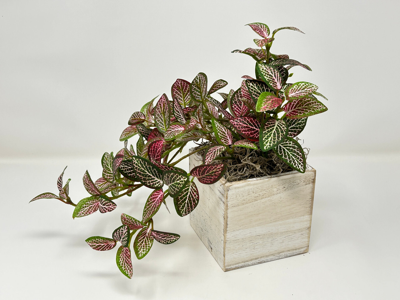 10″ tall Artificial PINK FITTONIA NERVE Silk plant potted, White-washed wooden b