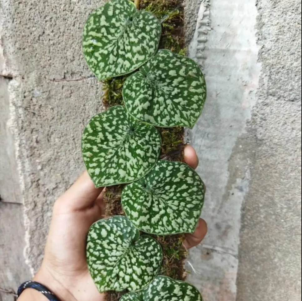 Scindapsus Snake Scale Stabillo Real Picture Rare Plant