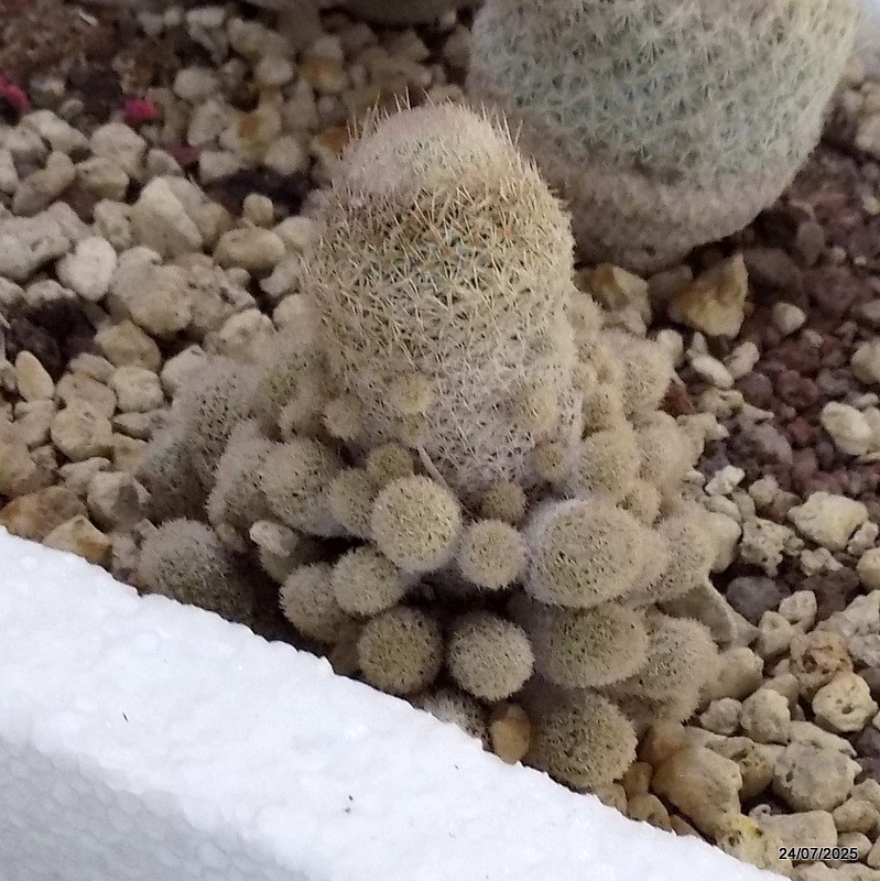 D5508 EPITHELANTHA POLYCEPHALA potX-H7-W6 cm MaMa Cactus