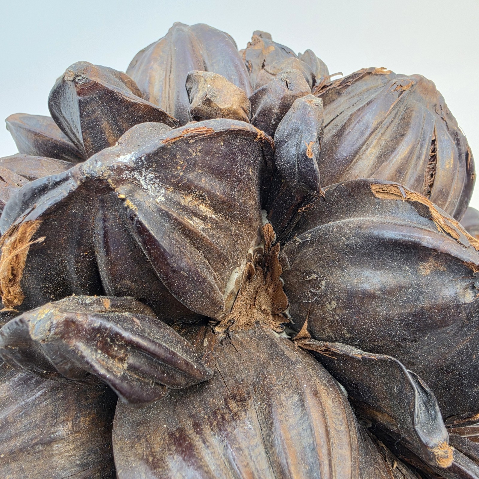 Vietnamese Water Coconut Nipa Palm Fruit Cluster Seed Pod Nypa Fruticans HTF US