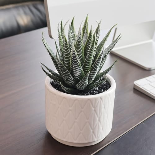 Artificial Succulent in Ceramic Natural Green Succulent in White Ceramic Pot
