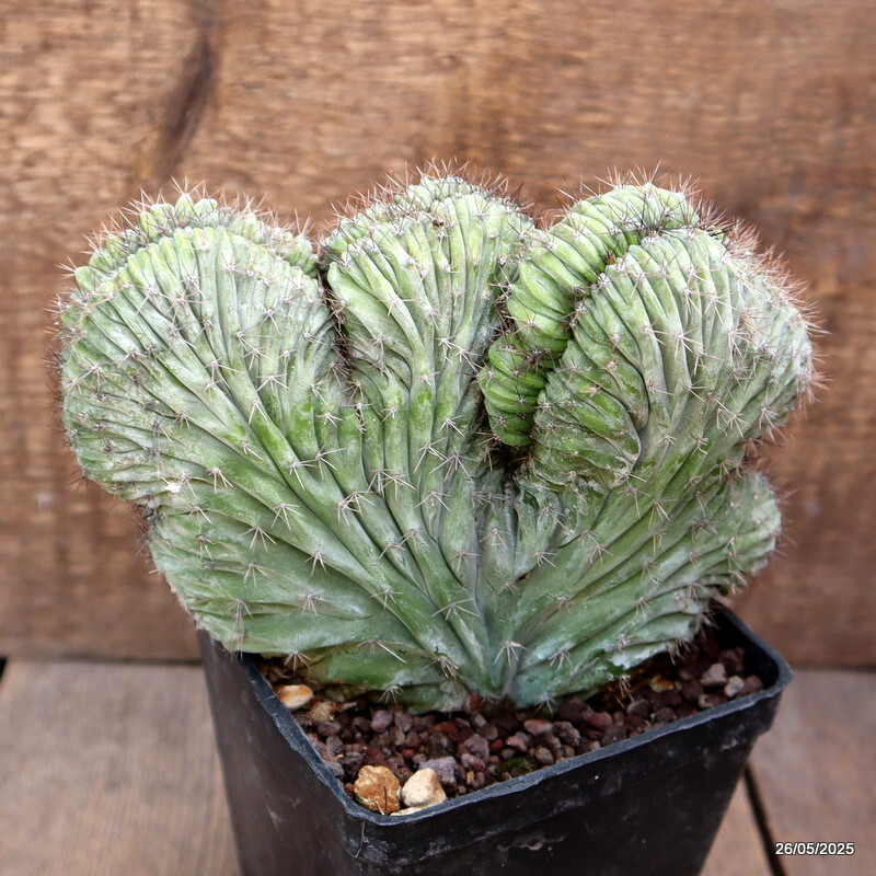 D4373 POLASKIA CHICHIPE CRESTED pot10-H14-W15 cm MaMa Cactus
