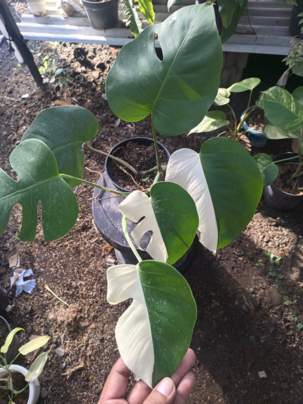 Real Pick Monstera Albo Halfmoon Variegated