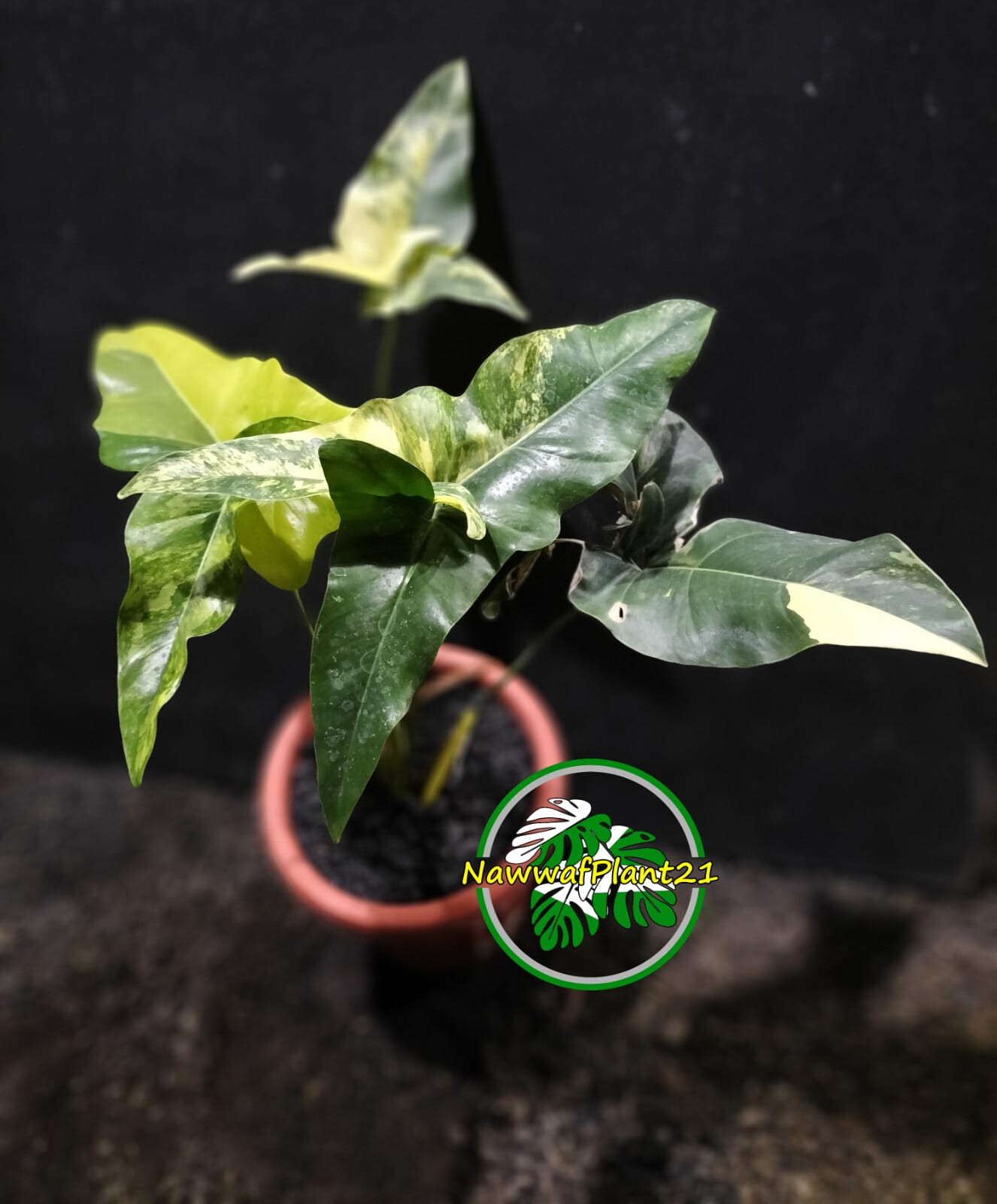 Thaumatophyllum Angela Variegated Size Large Lush Leaf Real Picture
