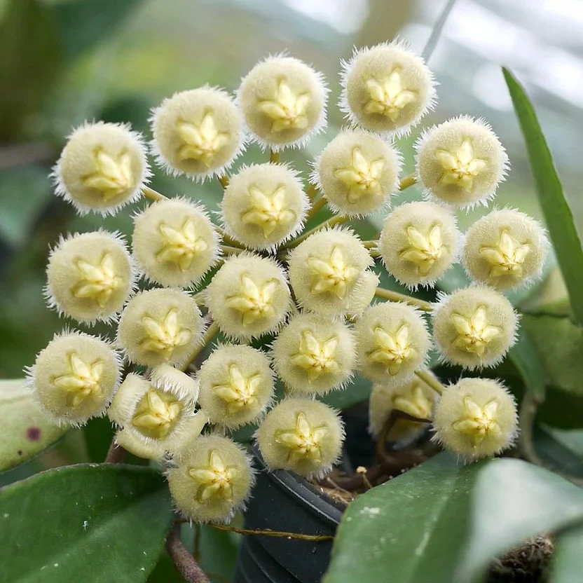 Hoya Mirabilis Rare Plant