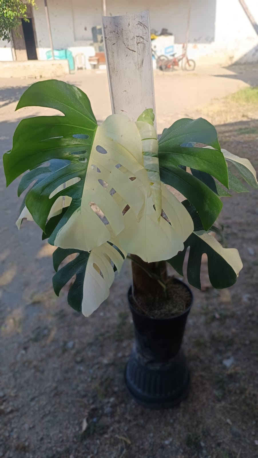Real Picture Monstera KIng Albo Halfmoon Variegated Big Size 7 Leaves