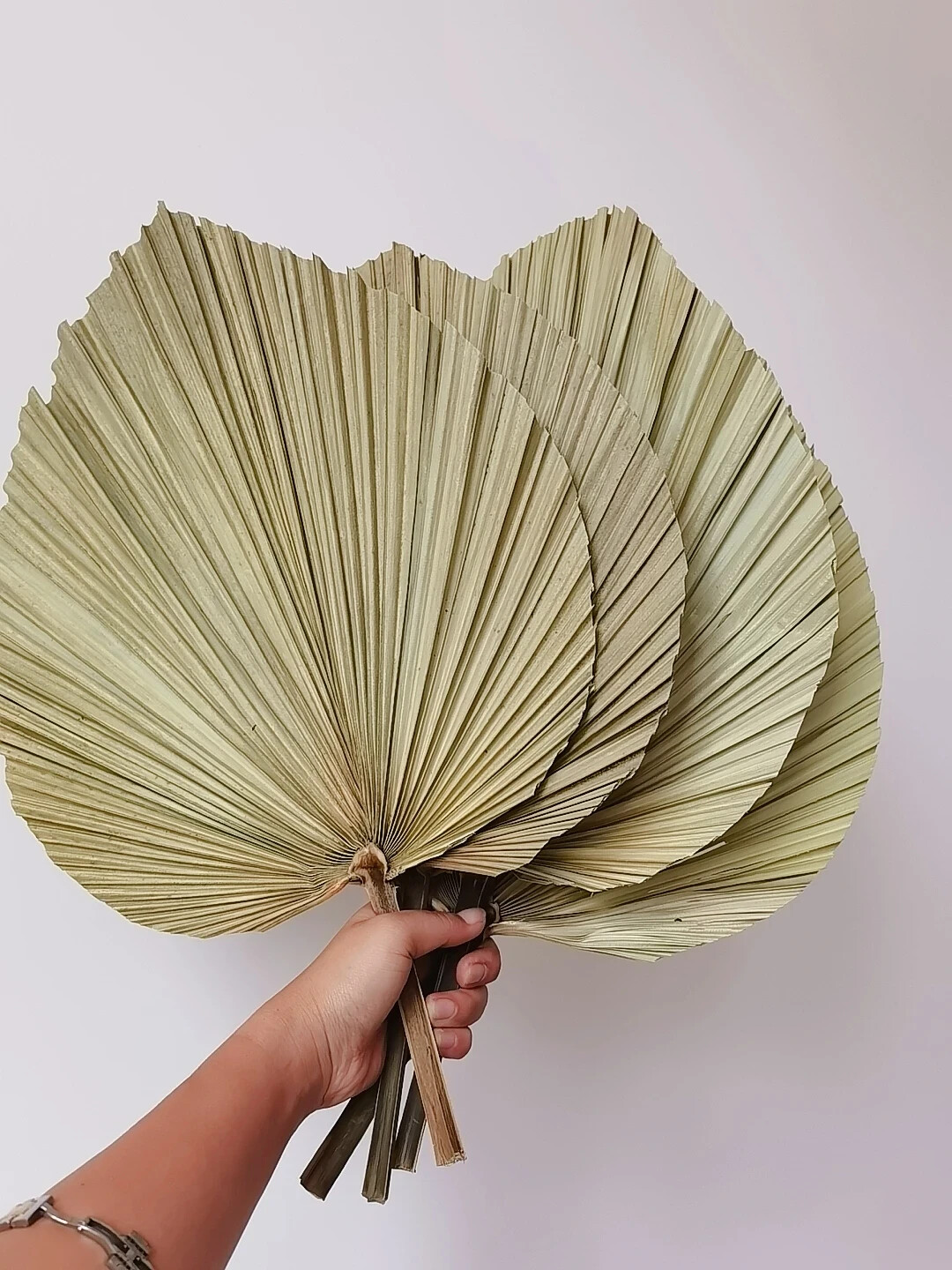 Dried Natural Plant Palm leaves