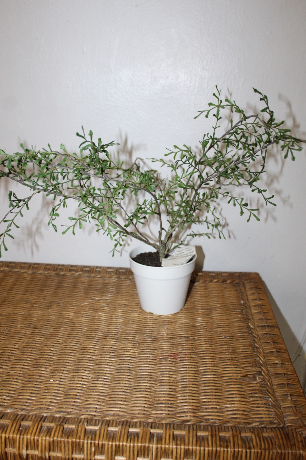 Williams Sonoma Artificial Potted Spiky Fern Plant