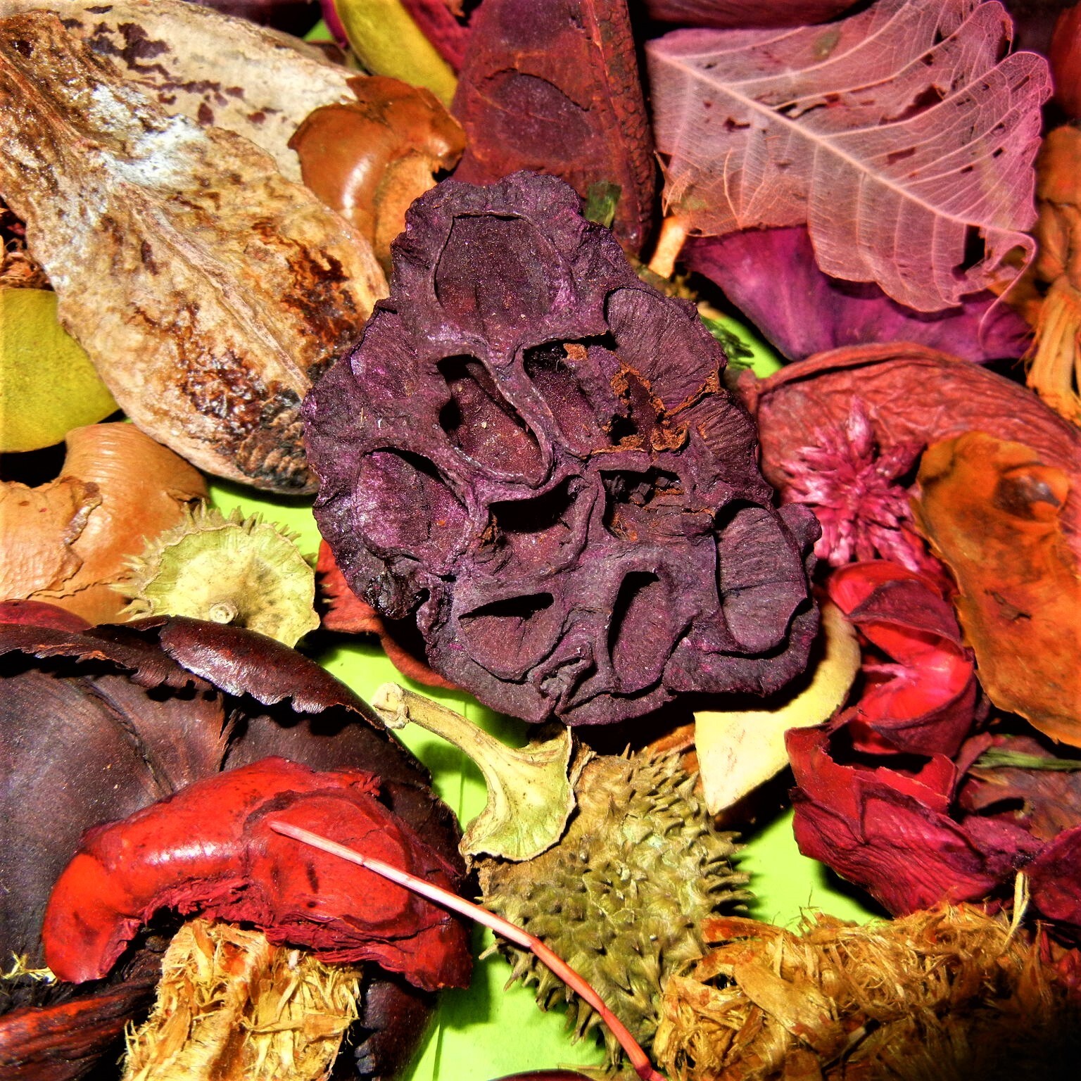 Flora Crafts Stems Dried Lotus Pods Curly Bark Flowers 3lbs