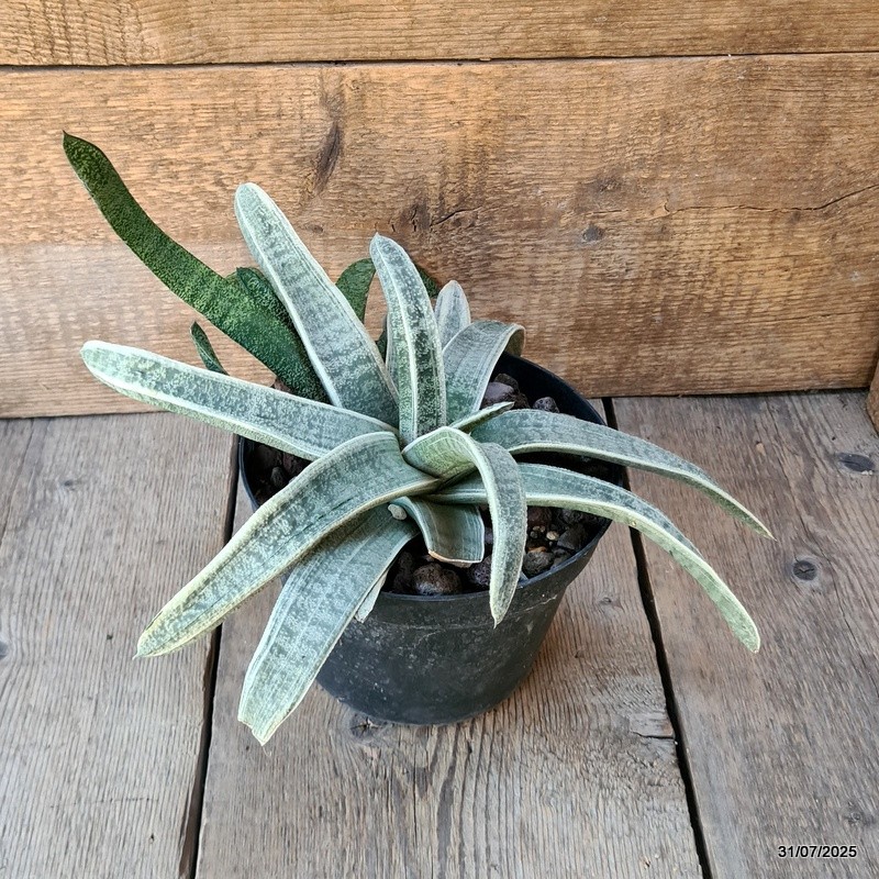 D5622 GASTERIA BATESIANA VARIEGATED pot18-H15-W36 cm MaMa Cactus