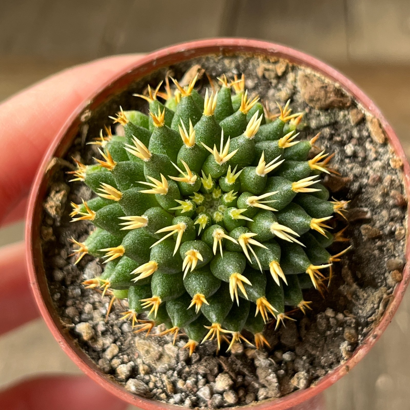 A17-1419 Mammillaria comptotricha cv. BRU, own root