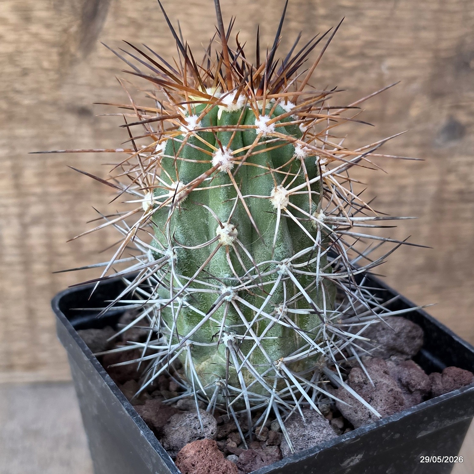D3423 COPIAPOA PENDULINA pot10-H11-W5,5 cm MaMa Cactus