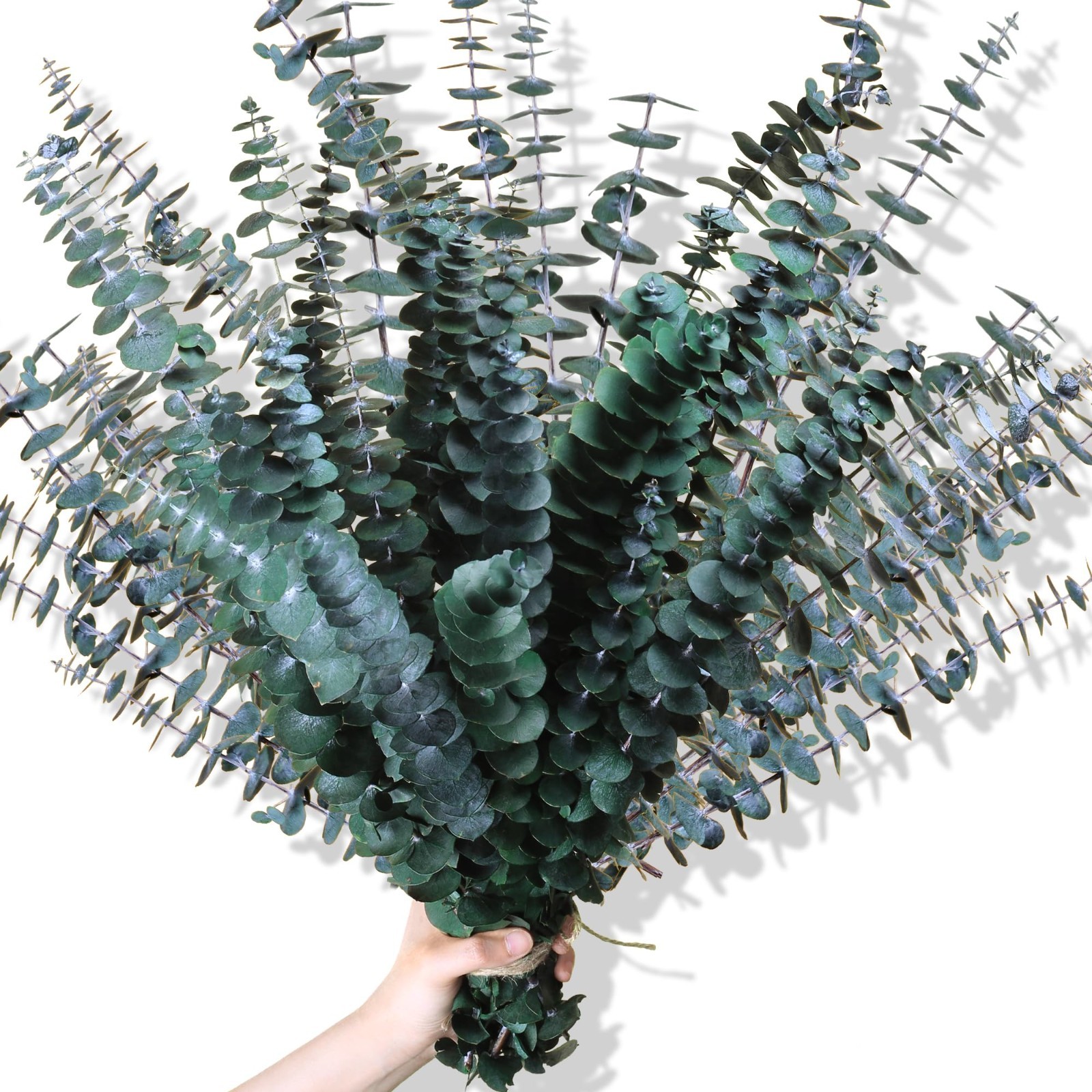 30Pcs 17″ Dried Eucalyptus Stems – Real Preserved Branches for Home Decor, Weddi