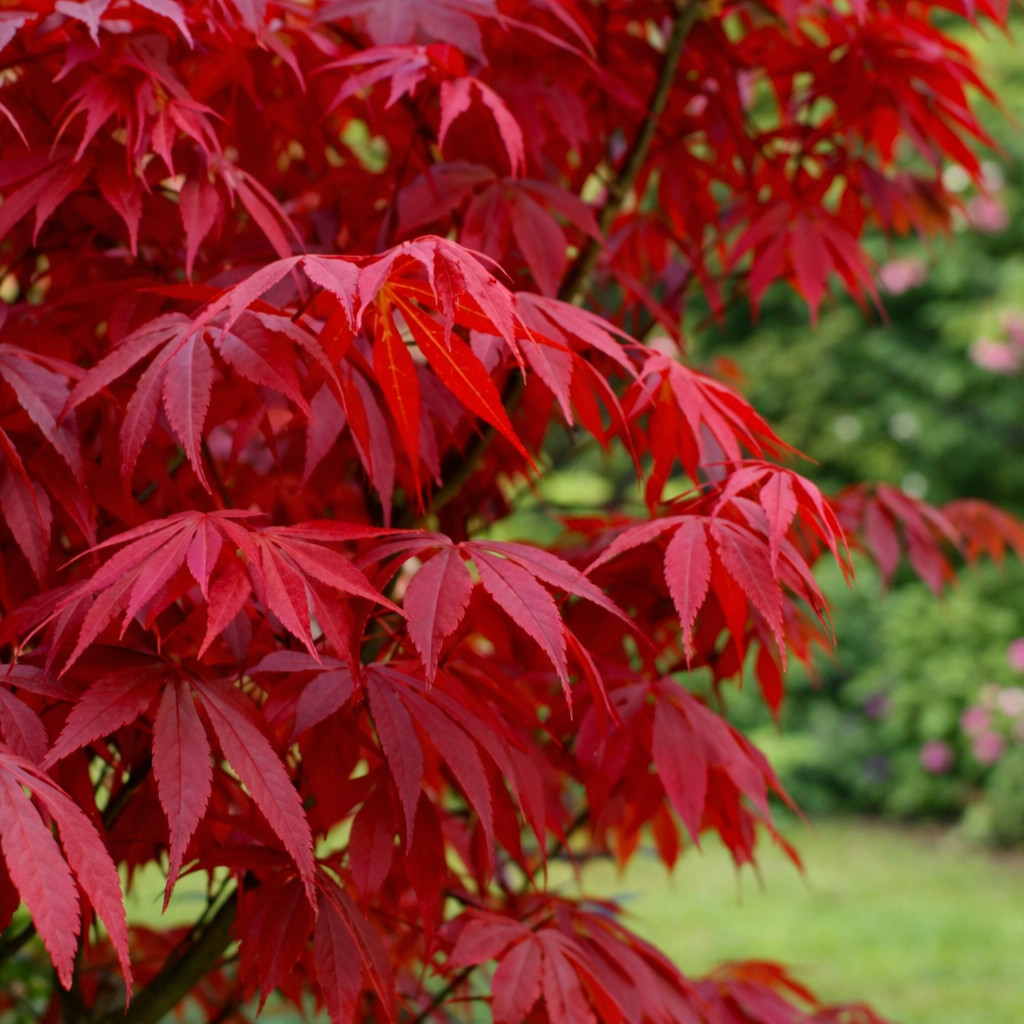 Acer palmatum cv atropurpureum 10-30cm | Japanese maple | Smooth Japanese maple