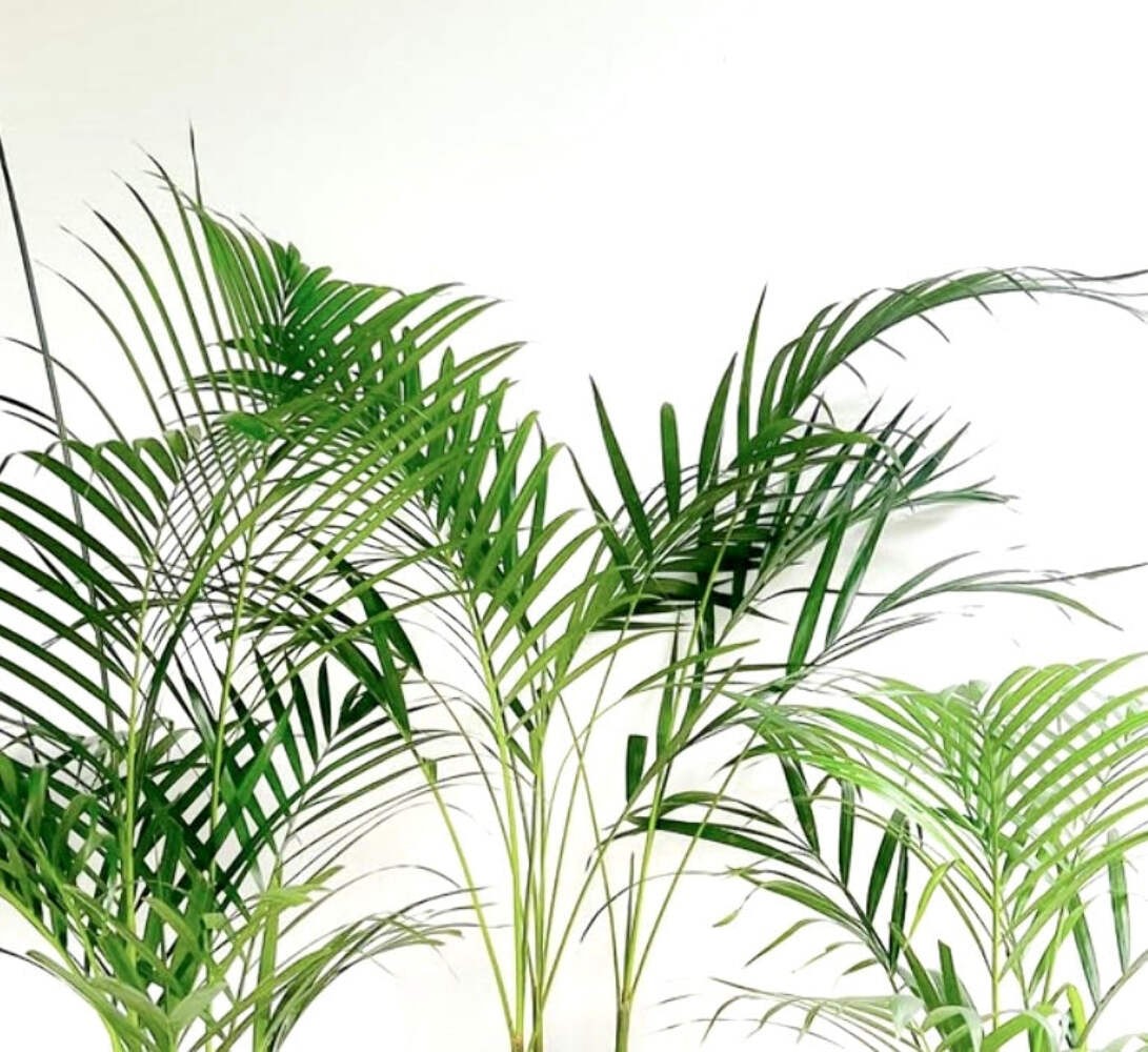 Dypsis lutescens 20-40cm high | Areca palm | Butterfly palm – Areca palm | Butte