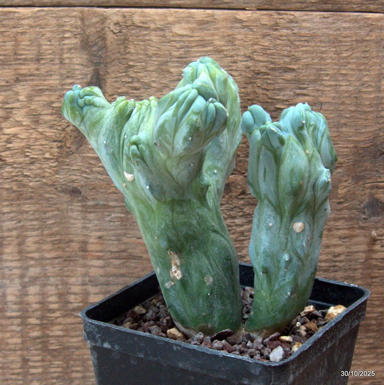 D7234 MYRTILLOCACTUS GEOMETRIZANS CRESTED pot10-H14-W14 cm MaMa Cactus