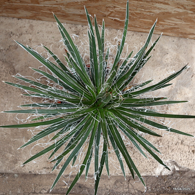 D229 AGAVE SCHIDIGERA WHITE pot25-H40-W60 cm MaMa Cactus