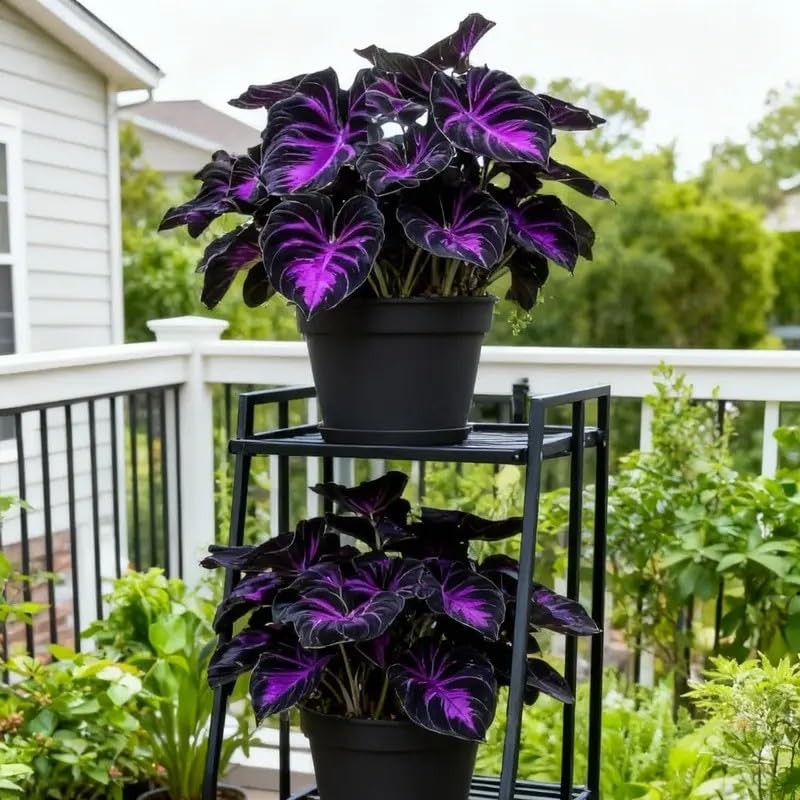 308 Hosta Seeds for Planting – Rare Perennial Shade Plants, Lush Purple
