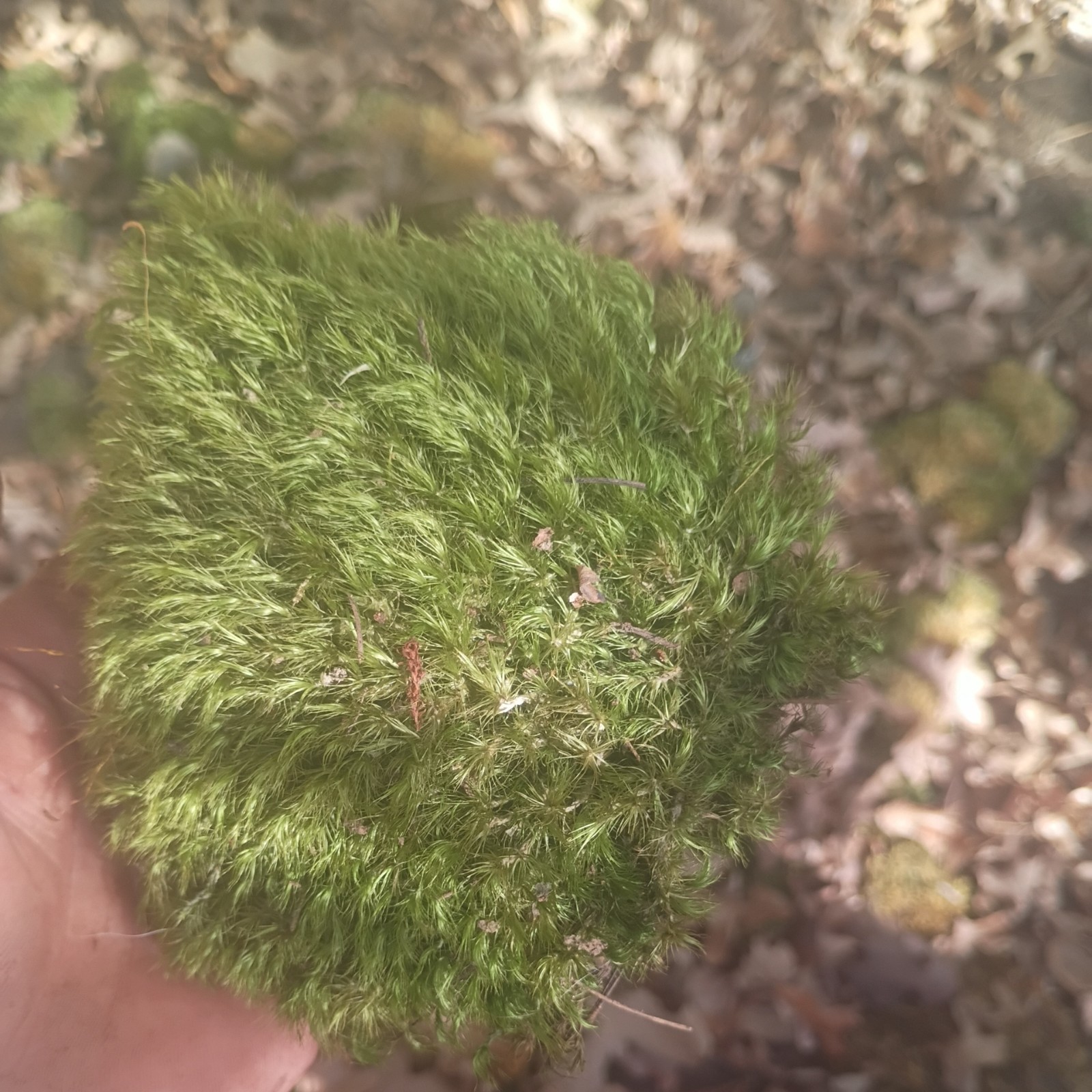 live Freshly harvested assorted mosses pincushion, mood, sheet