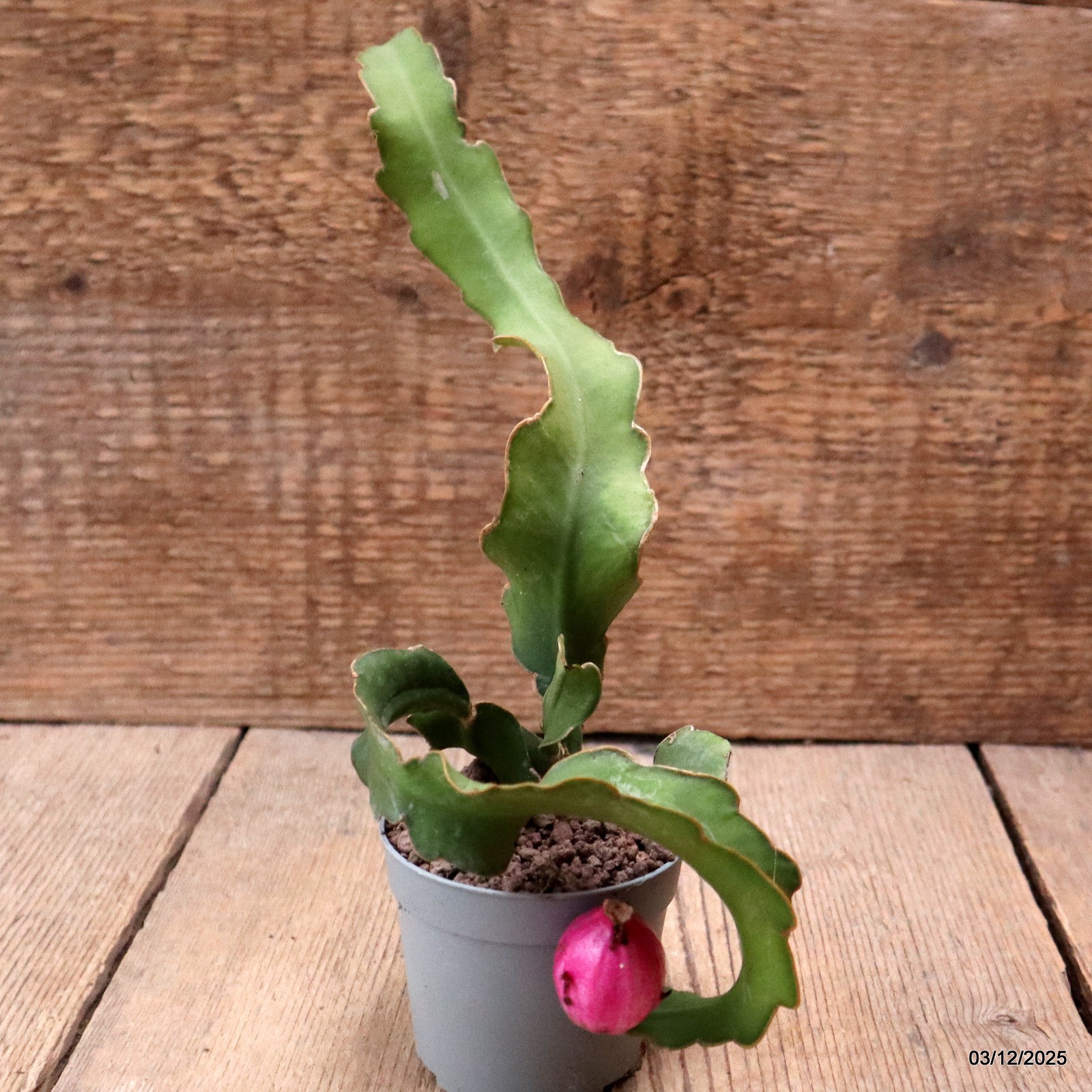 D7667 EPIPHYLLUM ANGULIGER CURLY pot6,5-H19-W11 cm MaMa Cactus