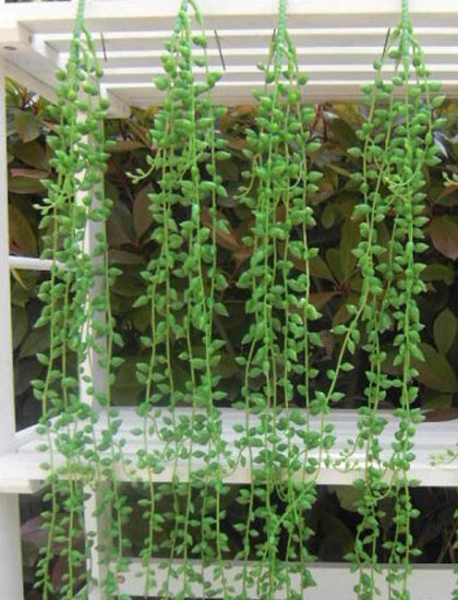 4 Beans Rattan Hangings Artificial Plant Plastic String Of Pearls Wall Decora