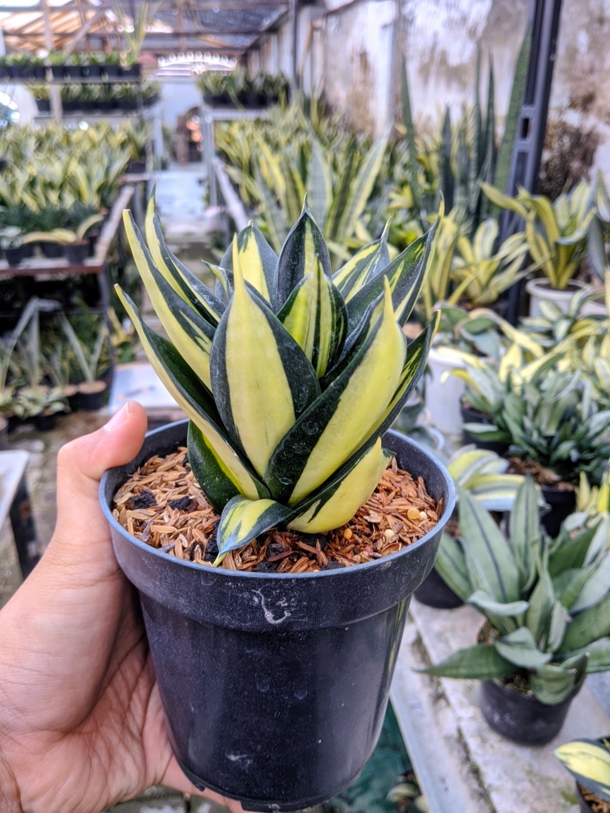 Sansevieria Siam Tower Thailand Variegated Real Picture Unique Plant