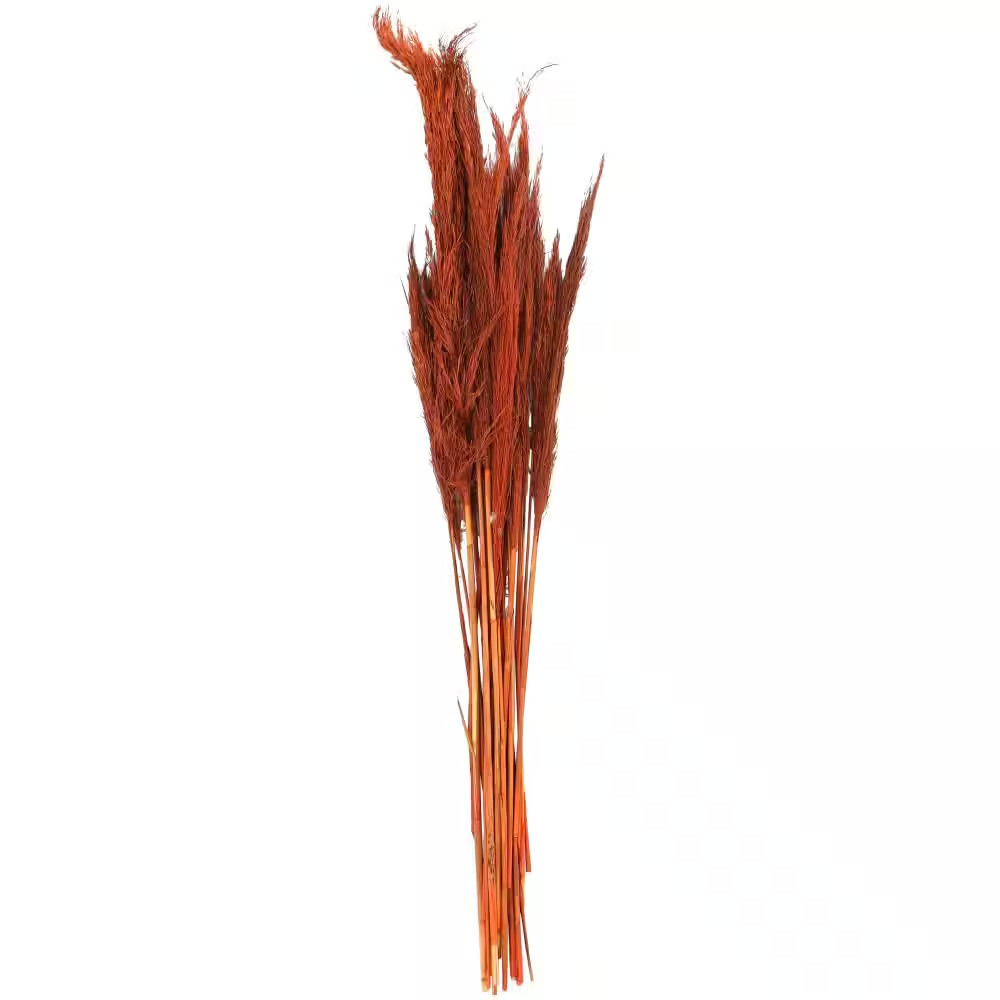 35 In. Tall Pampas Grass Natural Foliage (1 Bundle)