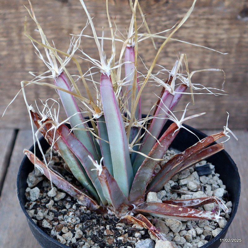 A1538 LEUCHTENBERGIA PRINCIPIS pot14-H13-W16 cm MaMa Cactus
