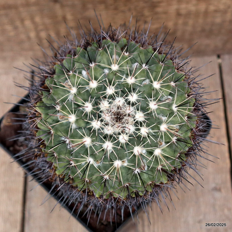 D3445 MAMMILLARIA MELANOCENTRA pot14-H17-W13 cm MaMa Cactus