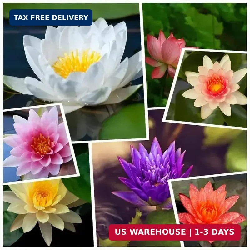 160pcs Mixed Color Bowl Lotus Seeds for Planting – Non-GMO Bonsai Lotus, Water L